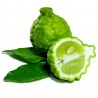 Combava ili Kaffir Limeta seme (Citrus hystrix) | 3,50 €