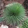 Egzoticna agava - Agave striata Seme
