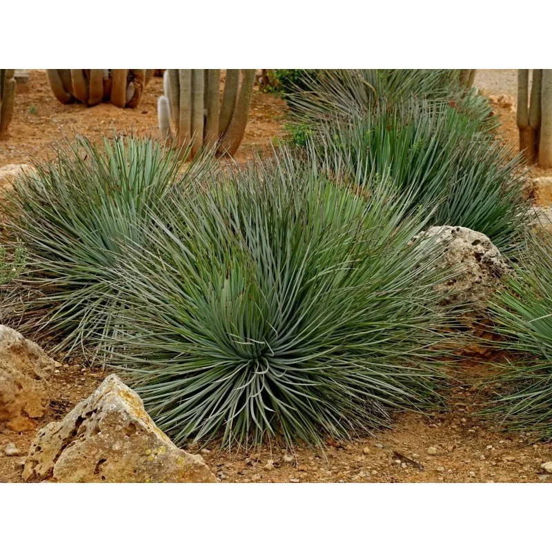 Agave striata Seeds