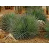 AGAVE STRIATA Fröer