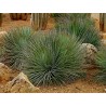 Sementes de Agave Striata