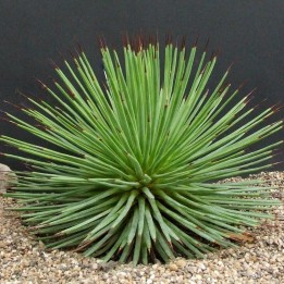 Agave striata Seeds - 1.755