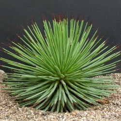 Price: €1.95 - Sementes de Agave Striata - 