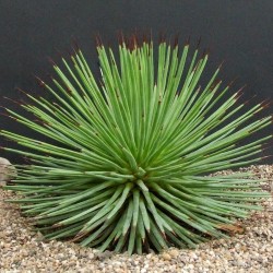 Sementes de Agave Striata  - 3