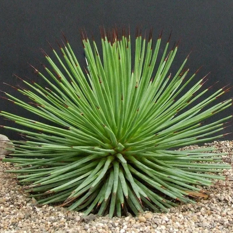 Graines de Agave striata (Succulente)