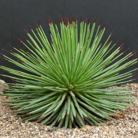 AGAVE STRIATA Fröer