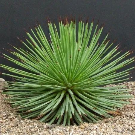 Graines de Agave striata (Succulente)