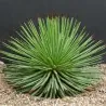 AGAVE STRIATA Fröer