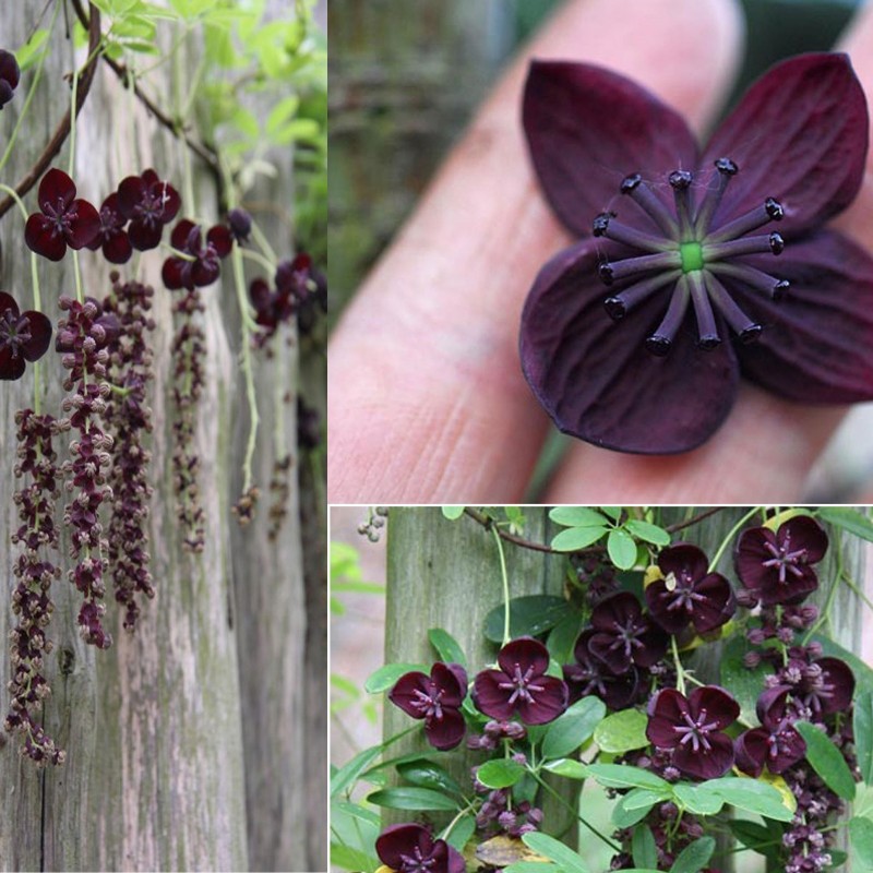 Price: €2.45 - Dreiblättrige Akebia Samen (Akebia trifoliata) - 