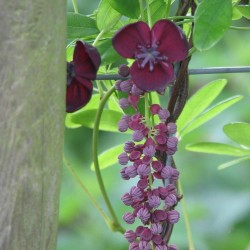 Dreiblättrige Akebia Samen (Akebia trifoliata)  - 5