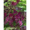 Price: €2.45 - Akebie Seme (Akebia trifoliata) - 