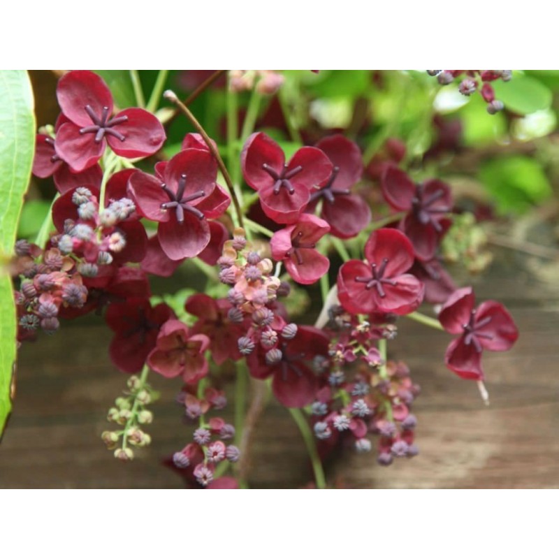 Price: €2.45 - Semi di Akebia resistente al gelo -30C (Akebia trifoliata) - 