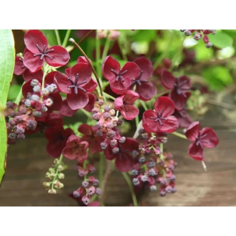 Semințe de akebia cu trei frunze (Akebia trifoliata)