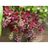Price: €2.45 - Akebie Seme (Akebia trifoliata) - 