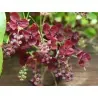 Semințe de akebia cu trei frunze (Akebia trifoliata)
