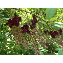 Semillas de Planta Del Chocolate (Akebia trifoliata)  - 8