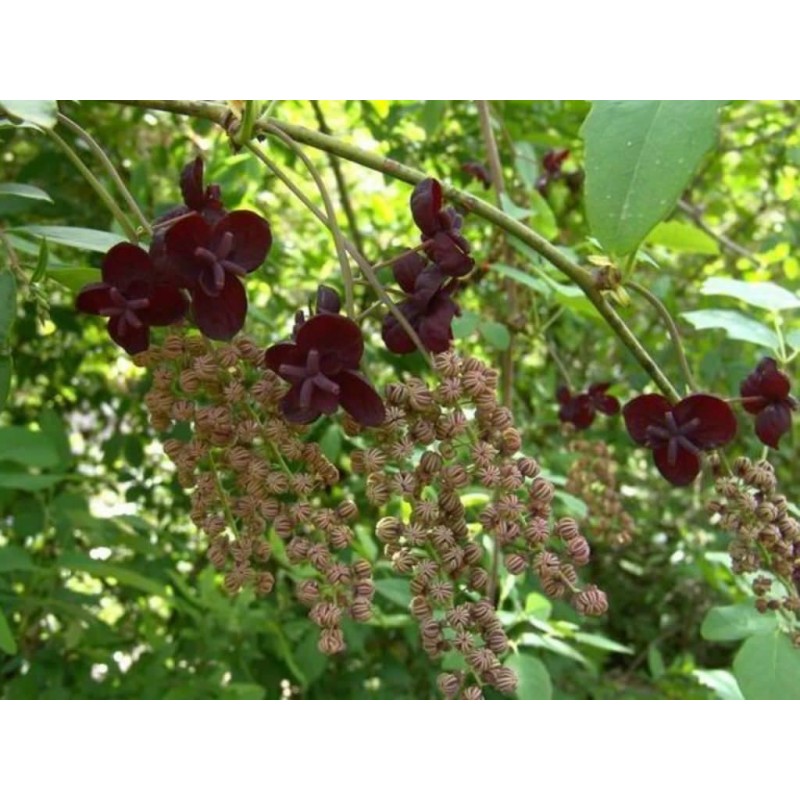 Price: €2.45 - Semi di Akebia resistente al gelo -30C (Akebia trifoliata) - 