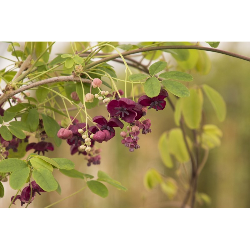 Price: €2.45 - Dreiblättrige Akebia Samen (Akebia trifoliata) - 