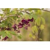 Price: €2.45 - Graines de Vigne Chocolat (Akebia trifoliata) - 