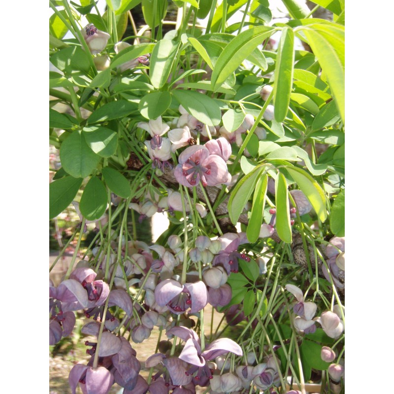 Price: €2.45 - Graines de Vigne Chocolat (Akebia trifoliata) - 