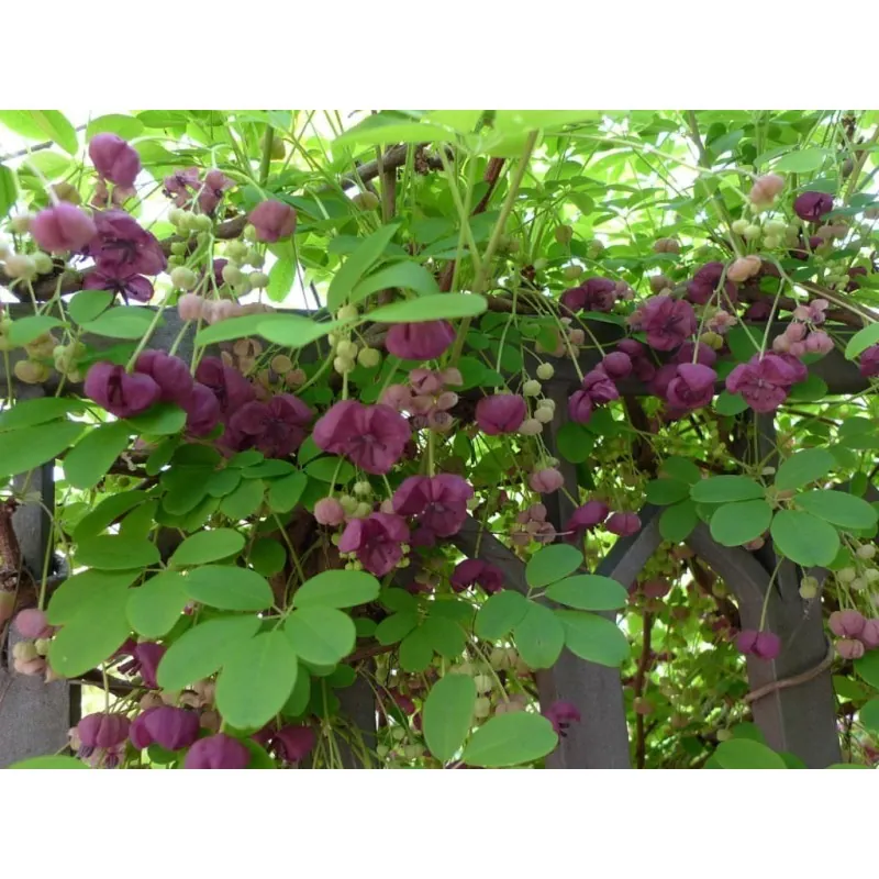 Semințe de akebia cu trei frunze (Akebia trifoliata)