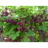 Price: €2.45 - Akebie Seme (Akebia trifoliata) - 