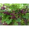 Semințe de akebia cu trei frunze (Akebia trifoliata)