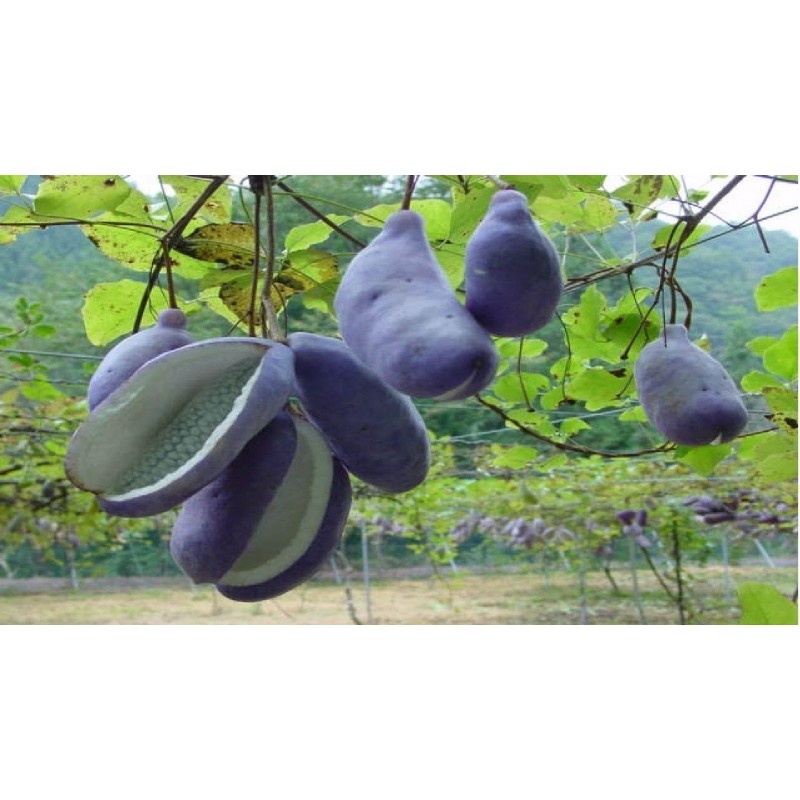 Price: €2.45 - Dreiblättrige Akebia Samen (Akebia trifoliata) - 
