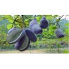 Price: €2.45 - Semi di Akebia resistente al gelo -30C (Akebia trifoliata) - 