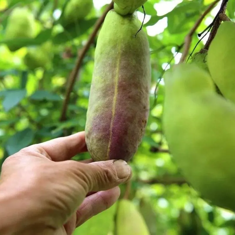 Semințe de akebia cu trei frunze (Akebia trifoliata)