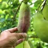 Semințe de akebia cu trei frunze (Akebia trifoliata)