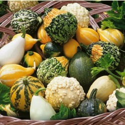 Price: €2.2 - Ukrasne Tikvice Seme (Cucurbita) - Seeds Gallery
