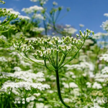 Semillas de COMINO (Cuminum cyminum)
