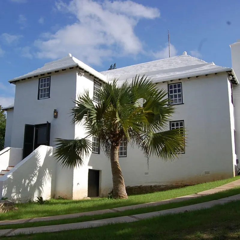Seme Palme Bermuda Palmetto