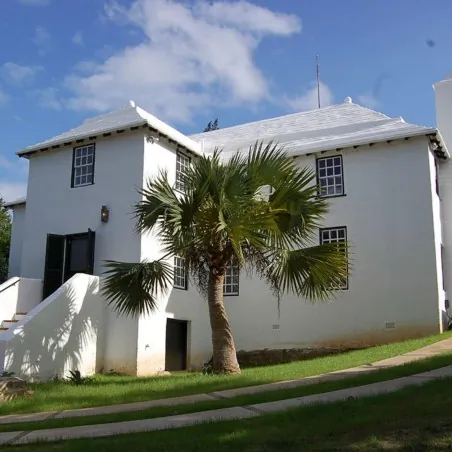 Seme Palme Bermuda Palmetto