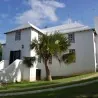 Seme Palme Bermuda Palmetto