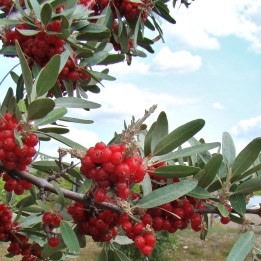 Russet Buffaloberry Seeds (Shepherdia canadensis) - 228.714671