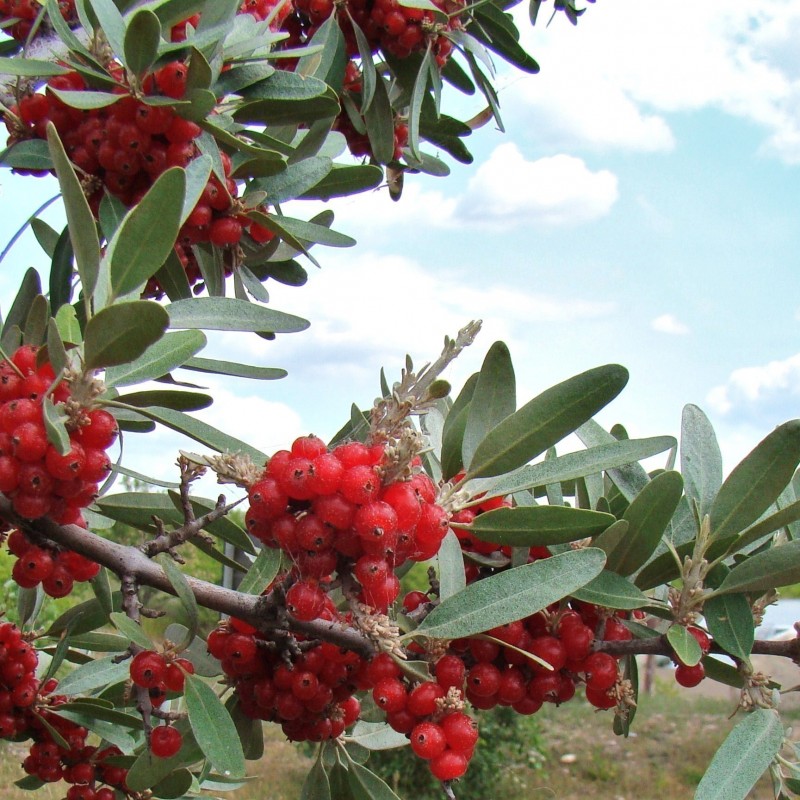Graines Russet Buffaloberry (Shepherdia canadensis) Rusticité:-40°C