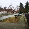 Essigbaum, Hirschkolbensumach Samen (Rhus typhina)