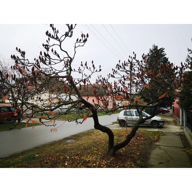 Σπόροι Τίγρη Μάτια Σουμάκ Rhus typhina