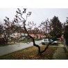Kiseli ruj seme (Rhus typhina) | 1,75 €
