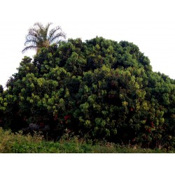 Litschibaum – Litchi Baum Samen (Litchi chinensis)  - 1