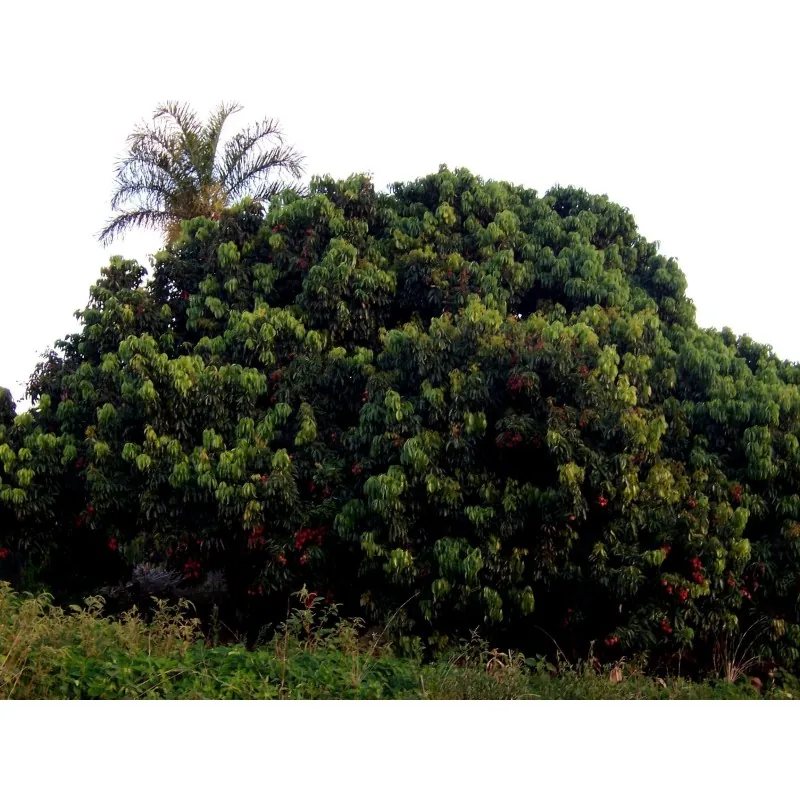 Semi di Litchi - Ciliegia della Cina (Litchi chinensis)