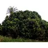 Semi di Litchi - Ciliegia della Cina (Litchi chinensis)