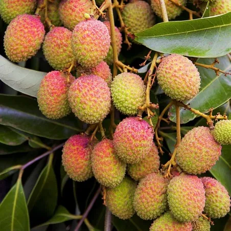 Semi di Litchi - Ciliegia della Cina (Litchi chinensis)