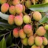 Semillas de Lichi (Litchi chinensis)