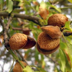 Sementes de Amêndoa Doce (Prunus amygdalus)  - 2