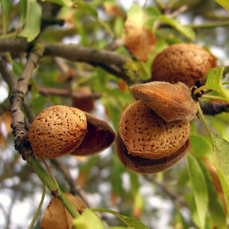 Süßmandel - Mandelbaum Samen (Prunus dulcis) | 2,55 €