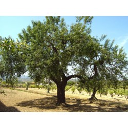 Sementes de Amêndoa Doce (Prunus amygdalus)  - 4
