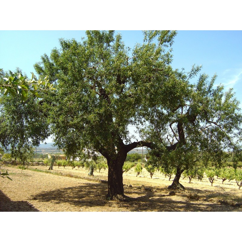 Süßmandel - Mandelbaum Samen (Prunus dulcis) | 2,55 €
